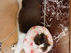 -瑞派康怡24h宠物医院·犬猫医疗中心·微创绝育(瑞景分院)