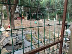 -呼吸森林·生态农庄农家乐私房菜