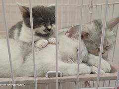 -酷豆宠物咖啡·宠物美食·撸猫馆