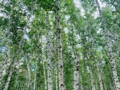 -莫日格勒旅游景区