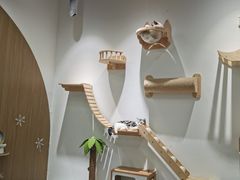 -COLOR PETS 撸猫馆·购猫·猫咖(长风大悦城店)