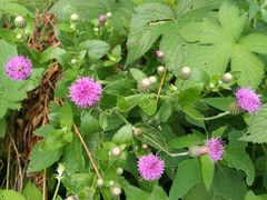 -白渔泡湿地公园