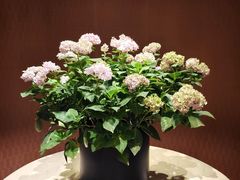 -成都天府丽都喜来登饭店