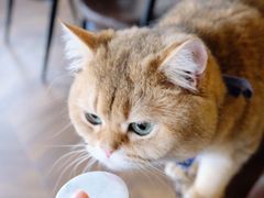 -蓝鲸·缅因猫舍