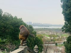 -苏州上方山国家森林公园