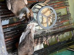 -老乡村美食农庄