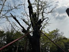 -上海佘山国家森林公园天马山园