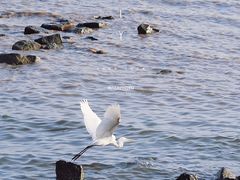 -深圳湾公园(南山区)