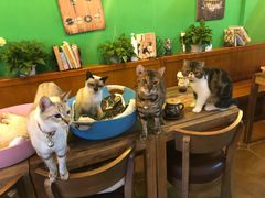 -李小姐の猫咖啡馆(五角场店)