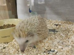 -藦茜花园宠物主题亲子互动体验馆(国顺东路店)