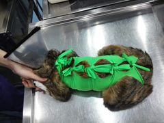 -伟伟宠物医院·CT影像中心·瑞派犬猫综合性门诊(汉口总院)