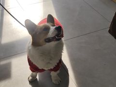 -瑞派长江宠物医院·猫科·外科·24小时夜护(谊城公寓分院)