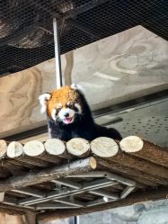 -Zoolung Zoolung动物主题公园(海信广场店)