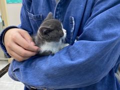 -安安宠医宠物医院·异宠·犬猫内科(岳阳分院)