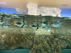 -成都浩海立方海洋公园