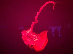 -多彩贵州城极地海洋世界