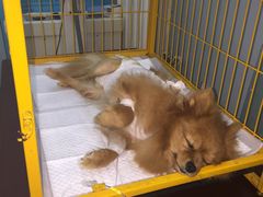 -中农大我爱我爱24h动物医院·中医针灸·猫专科·骨科医疗中心(双井店)