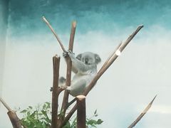 -广州长隆野生动物世界
