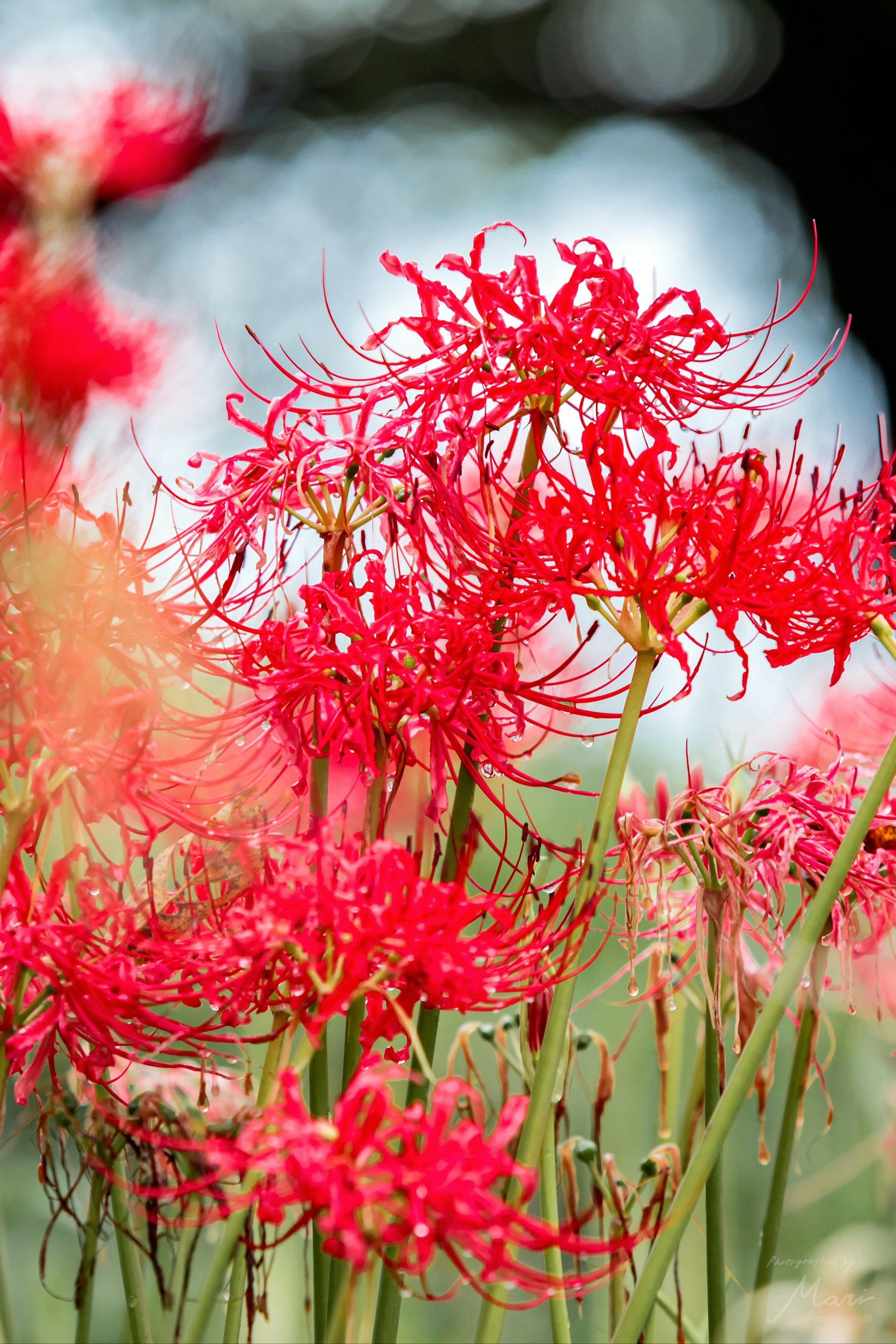 花开彼岸,花落黄泉