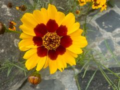 -藏味八珍特色火锅