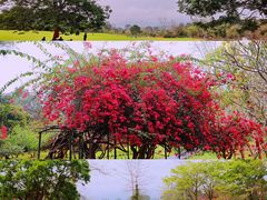 -中国科学院西双版纳热带植物园