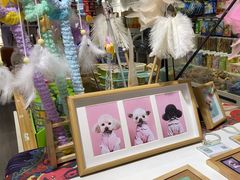 -读宠于你·约克夏比熊·睫角守宫·爬宠售卖(高新店)