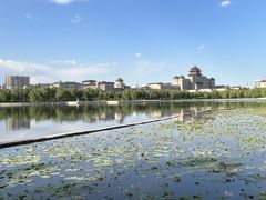 -莲花池公园