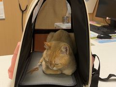 -瑞派康怡24h宠物医院·犬猫医疗中心·微创绝育(瑞景分院)