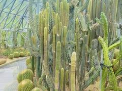 -深圳仙湖植物园