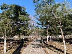 -大兴滨河森林公园