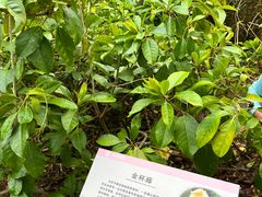 -中国科学院西双版纳热带植物园
