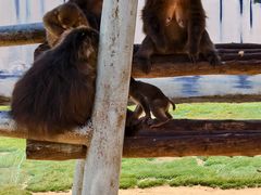 -西霞口神雕山野生动物世界