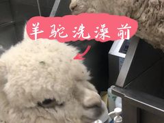 -北京观赏动物医院·24小时大型综合·猫专科·异宠专科