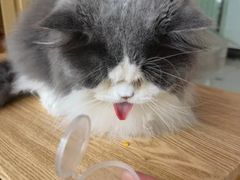-Catmate·猫肥家润(金润铂宫店)