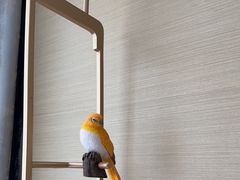 -北京北辰洲际酒店