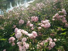 -扬州芍药园(仪征市)