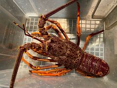 -上海滩餐厅(BFC外滩金融中心店)