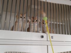 -东方名猫馆·英短金渐层布偶猫舍(环线广场1号楼店)