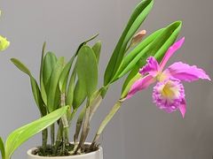 -北京植物园-展览温室