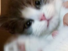 -东方名猫馆·英短金渐层布偶猫舍(环线广场1号楼店)