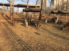 -大连森林动物园