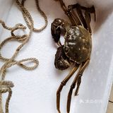 密箱逃脱者