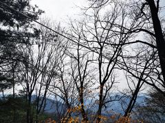 -王顺山国家森林公园