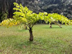 -中国科学院西双版纳热带植物园