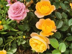 -人民公园(罗湖区)