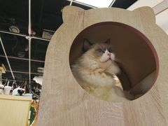 -猫和宫(六道口店)