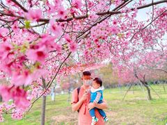 -天适樱花悠乐园
