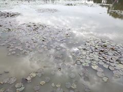 -大湾区中央湿地公园