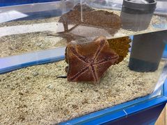 -上海海洋水族馆