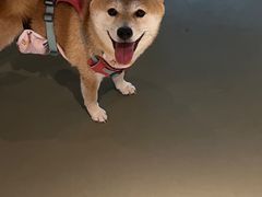 -爪吧宠物乐园·宠物泳池(温榆河示范区店)